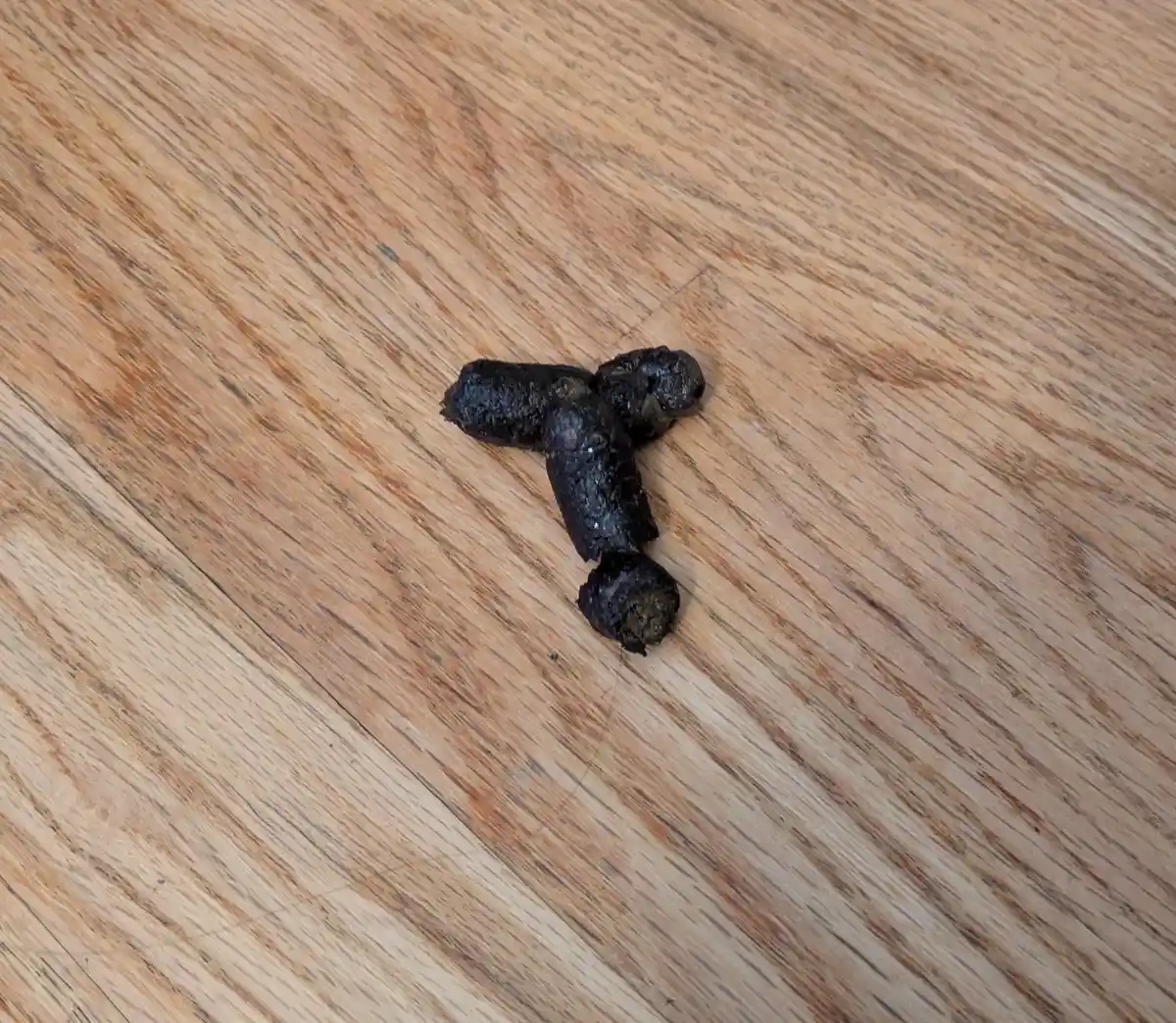 A close-up photo shows three dark, cylindrical animal droppings arranged in a 'Y' shape on a light brown wooden floor with…