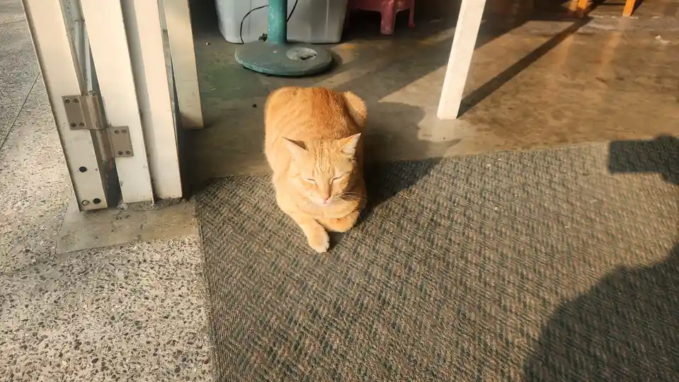An orange tabby cat is curled up and sleeping peacefully on a patterned doormat, basking in sunlight streaming through an…