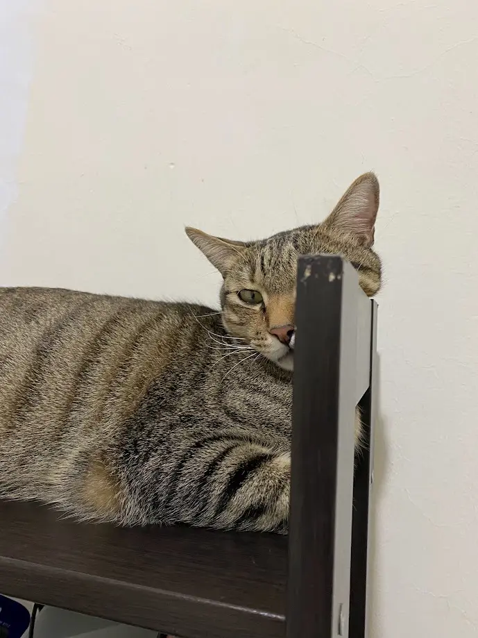 a tabby cat with green eyes is lying on a dark wooden shelf, peeking over the edge with a half-lidded, unimpressed…