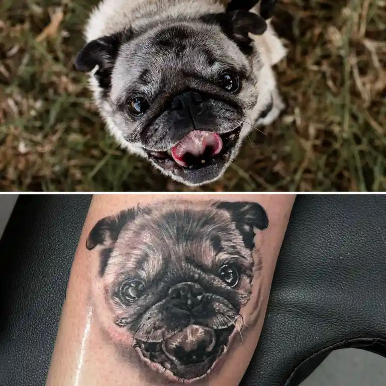 The image shows a split view: the top half is a close-up photo of a happy pug dog with its tongue out, looking up at the…