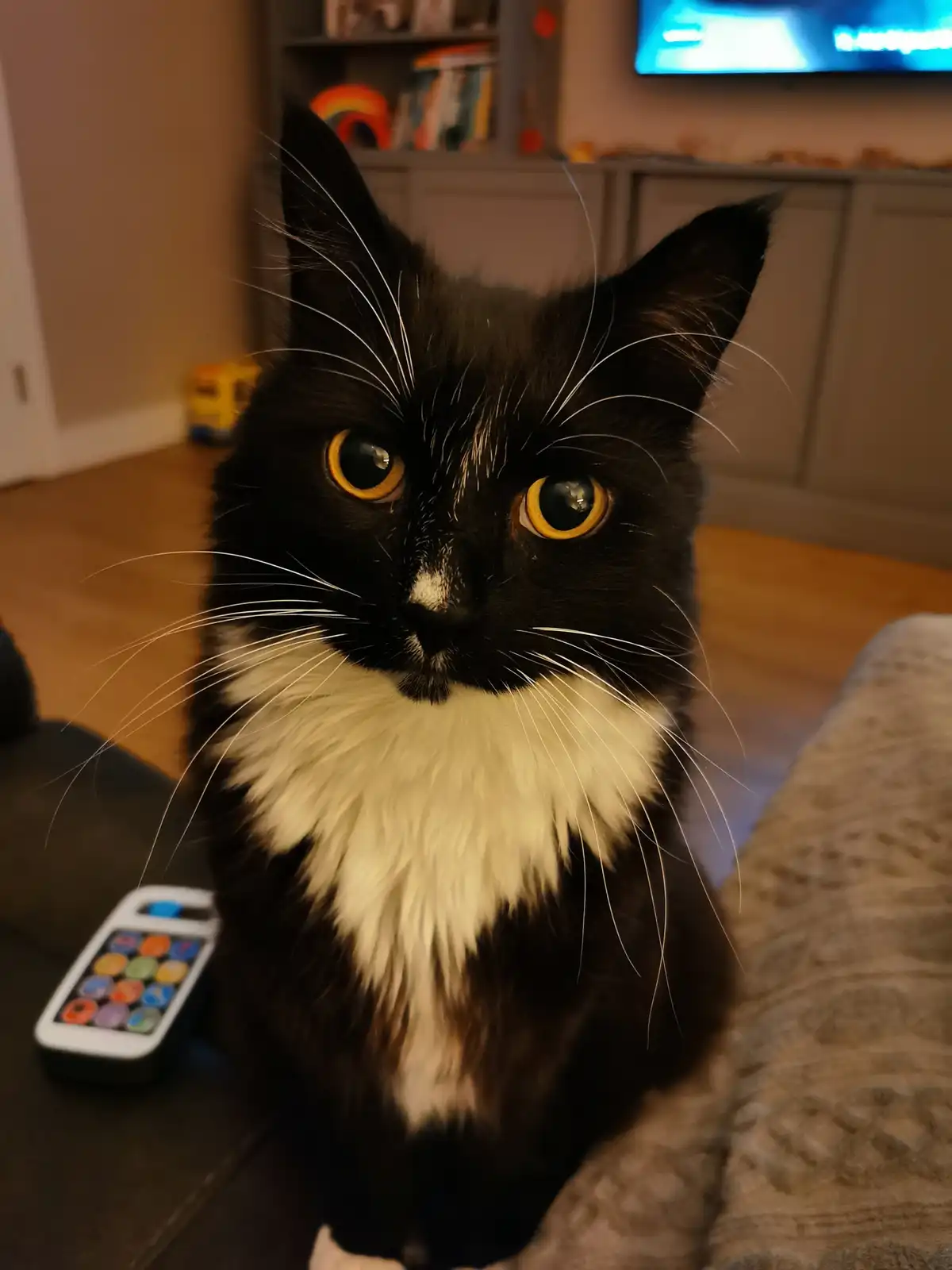 A black and white cat with a prominent white chest and yellow eyes stares intently at the camera while sitting on a couch…