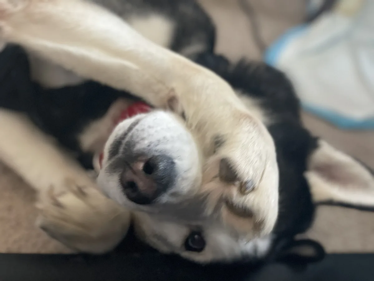 A black and white dog lies on its back with paws up, looking relaxed and sleepy. The overlaid text reads 'i'm not lazy i'm…