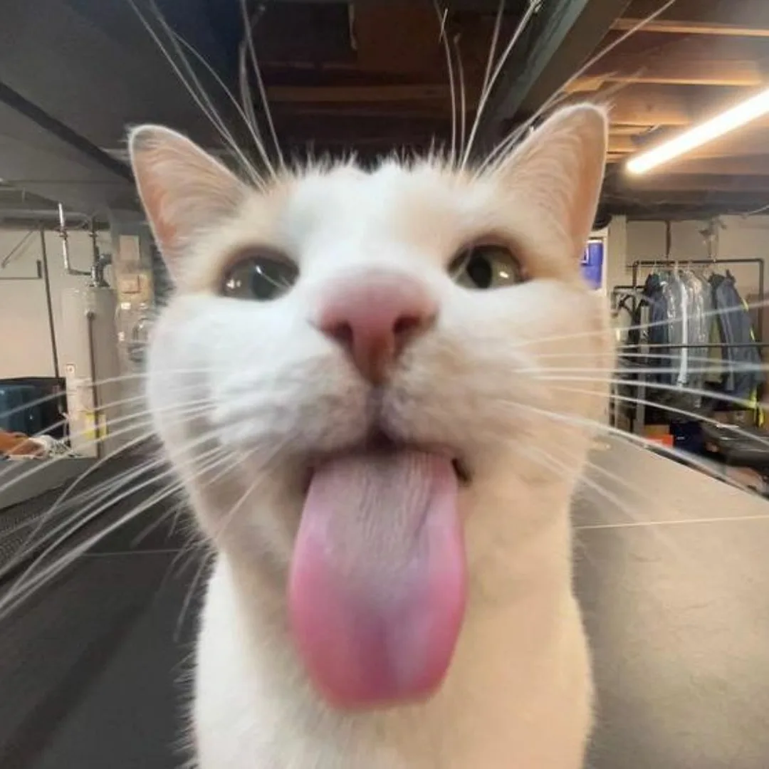a close-up photo of a white cat with its pink tongue sticking out, looking directly at the camera. The background shows an…