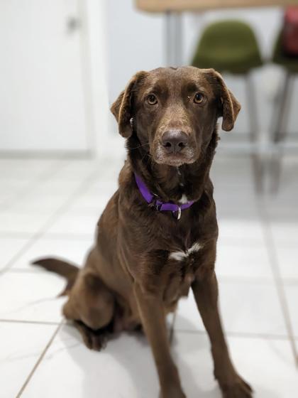 A brown dog with floppy ears and a purple collar sits attentively on a white tiled floor, looking directly at the camera…