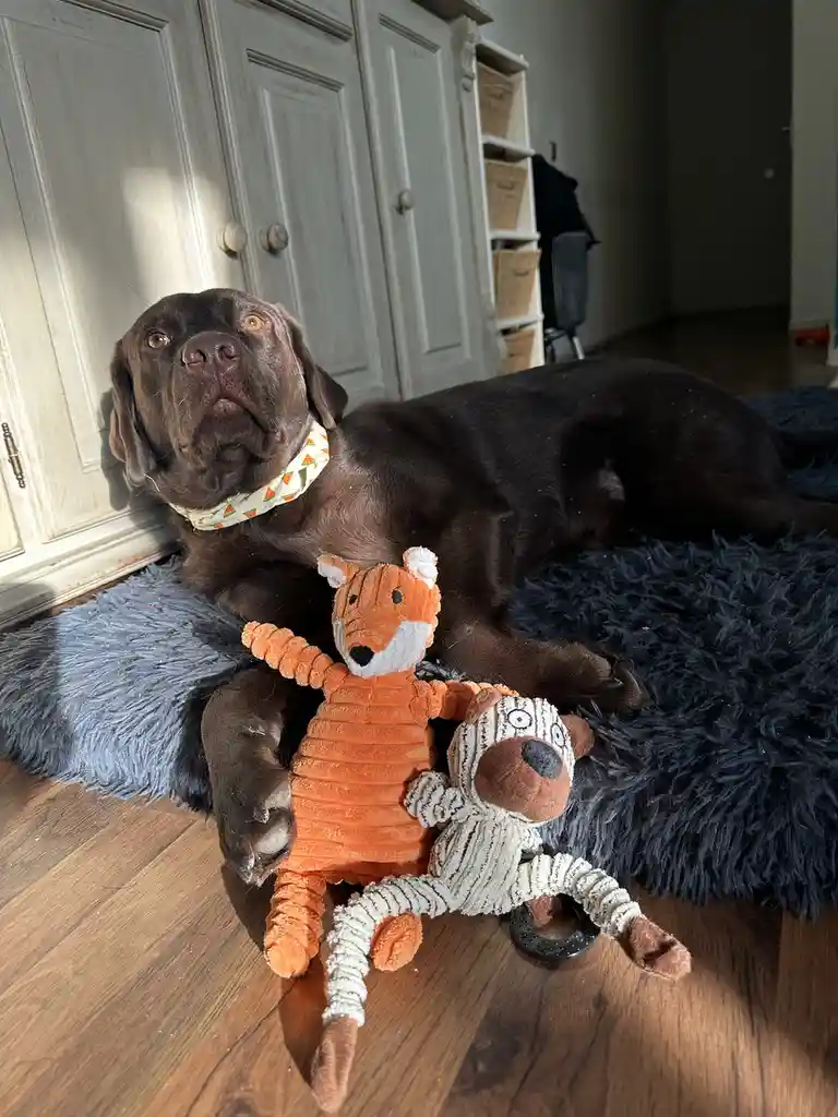 A chocolate Labrador dog lies on a blue rug, looking upward with a relaxed expression, while holding two plush toys — an…
