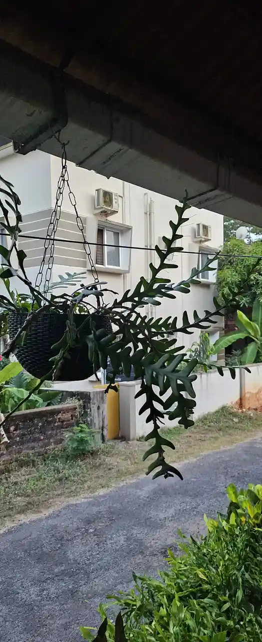 A hanging plant with long, jagged green leaves dangles from a chain under an overhang, with a residential building and paved…