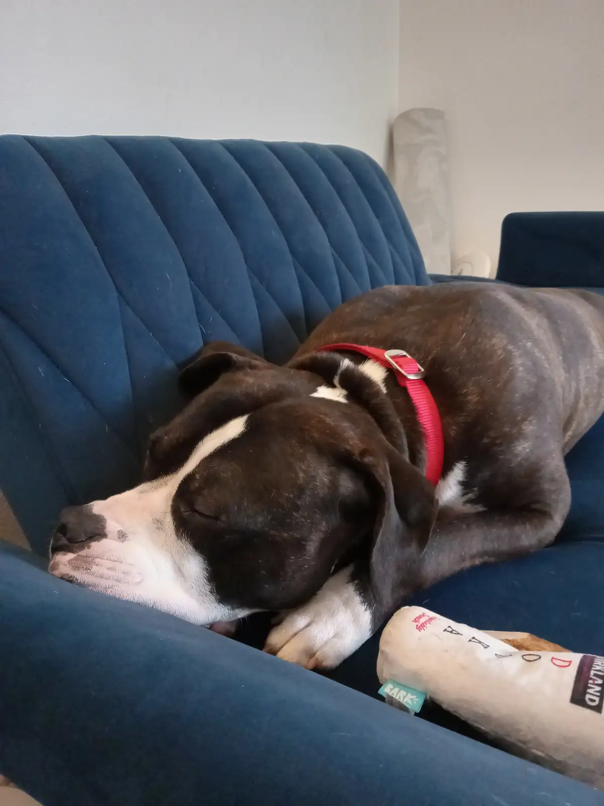 A brown and white dog with a red collar is sleeping soundly on a blue tufted couch, its head resting on its front paws…