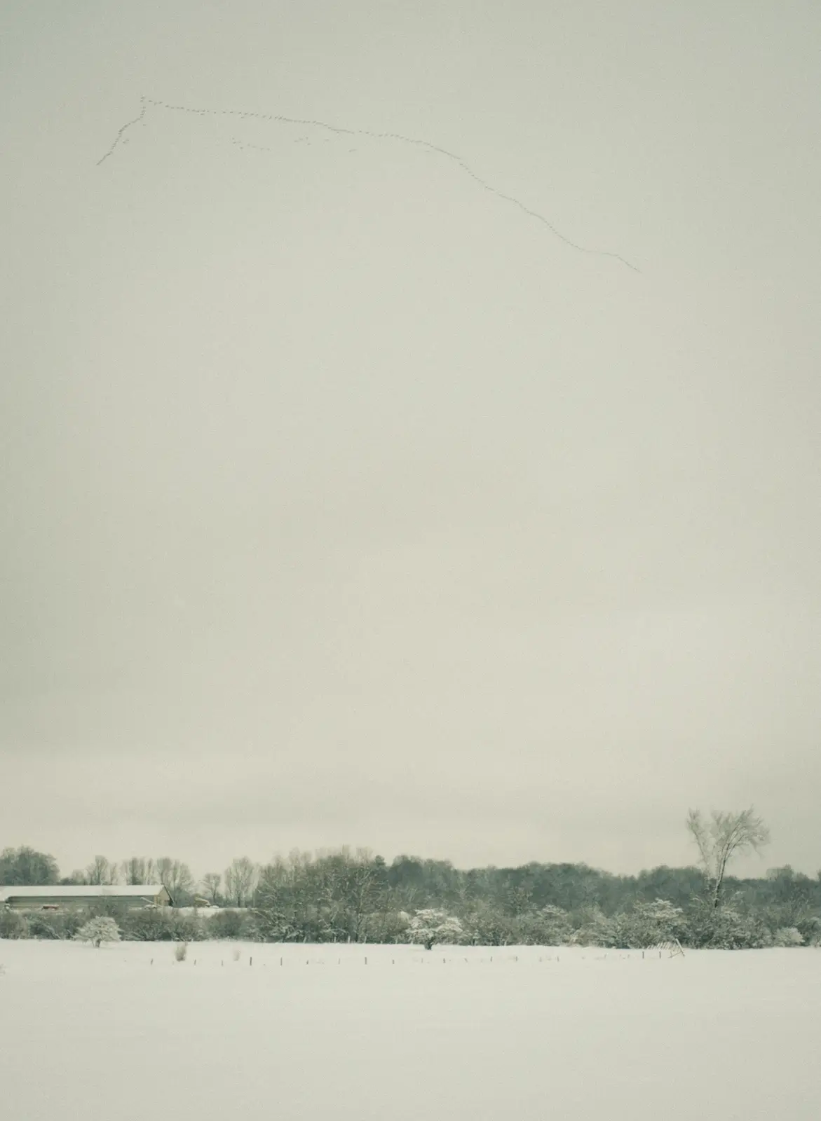 A snowy landscape with a barn and trees in the distance under an overcast sky, where a long line of birds flies in formation…