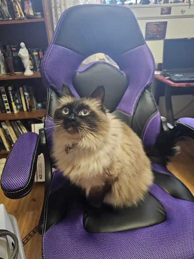 A fluffy, long-haired cat with dark facial markings and light-colored fur sits upright in a purple and black gaming chair…
