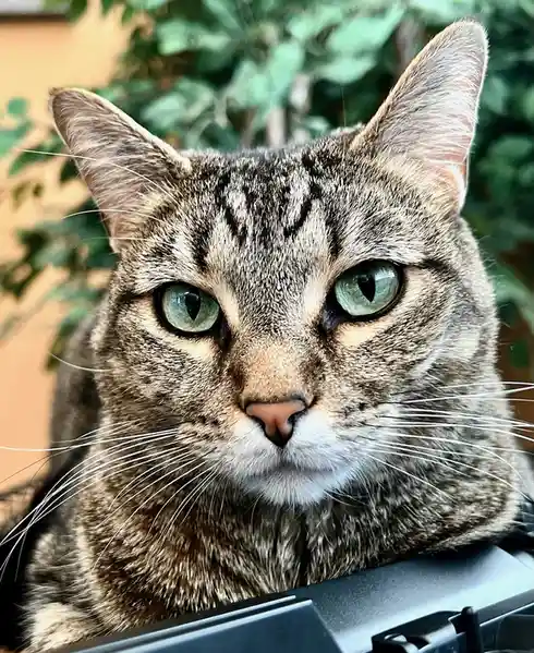 A close-up photo of a tabby cat with green eyes and a serious, unimpressed expression, looking directly at the camera. The…