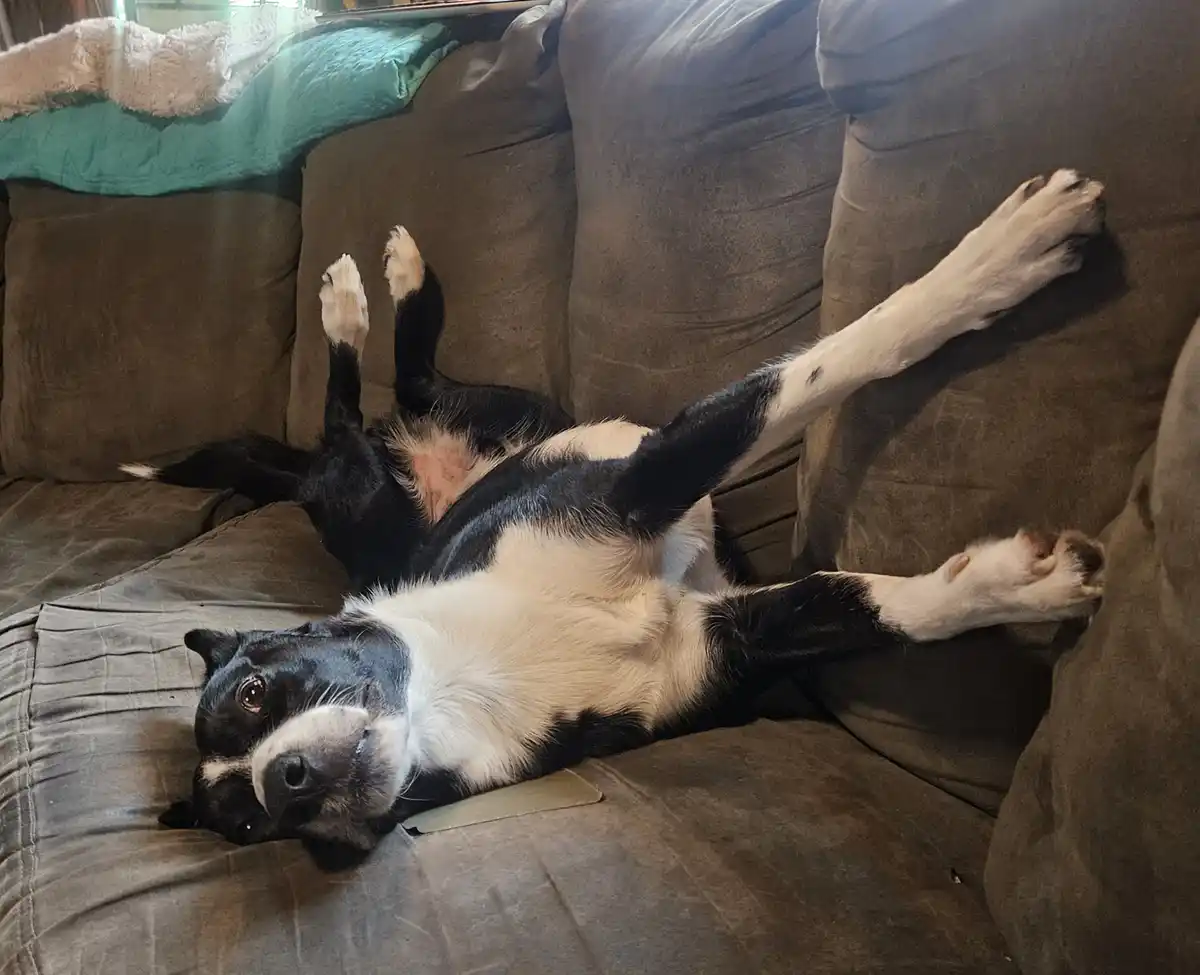 A black and white dog is lying on its back on a brown couch, legs splayed out in a relaxed pose, looking up at the camera…