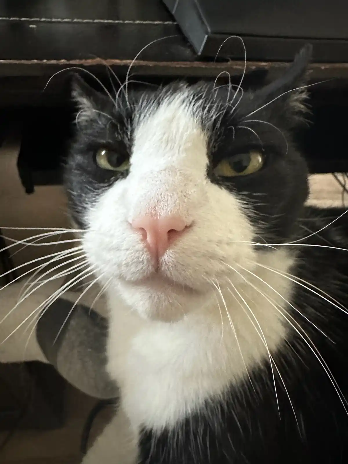 A close-up photo of a black and white cat with a stern, unimpressed expression, looking directly at the camera from under a…