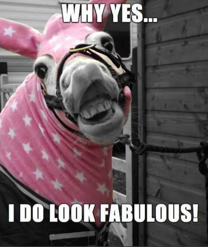 A close-up photo of a donkey wearing a pink star-patterned blanket and bridle, with its mouth open in a wide, toothy grin…