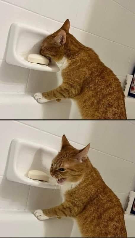 A two-panel image shows an orange tabby cat in a bathtub, first gently nudging a bar of soap in a wall-mounted soap dish…