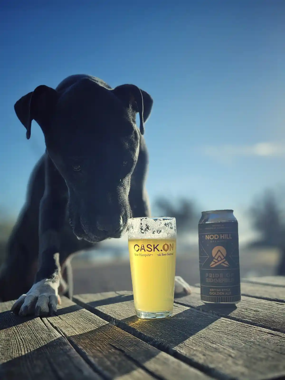 A black dog leans over a wooden table, intently staring at a glass of beer and a can of Nod Hill Brewery's Pride of…