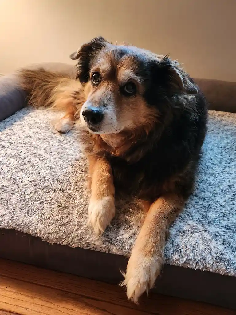 A fluffy, multicolored dog with brown, black, and white fur lies relaxed on a gray, textured dog bed. Its paws dangle over…