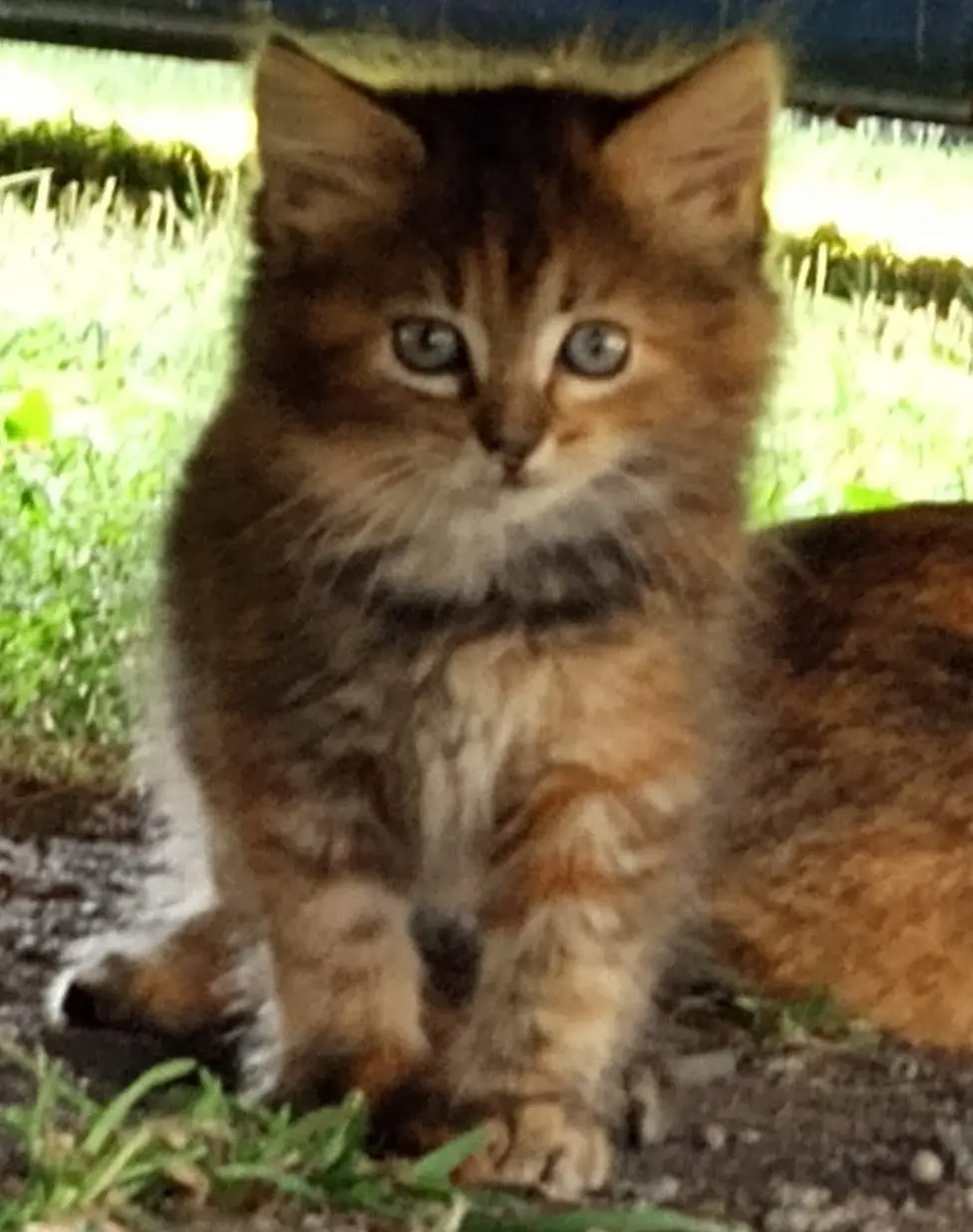 A fluffy, long-haired tabby kitten with striking blue eyes sits outdoors on grass and dirt, looking directly at the camera…