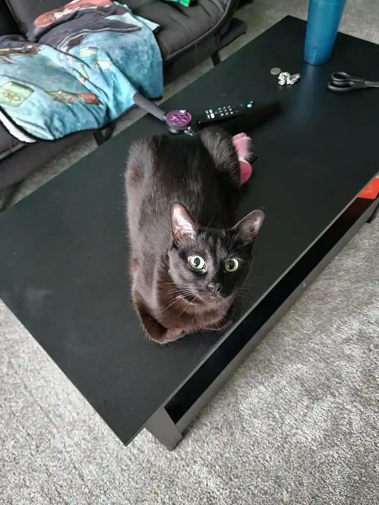 Breakfast Loaf Takes a Stand Against Early Xmas Decorations