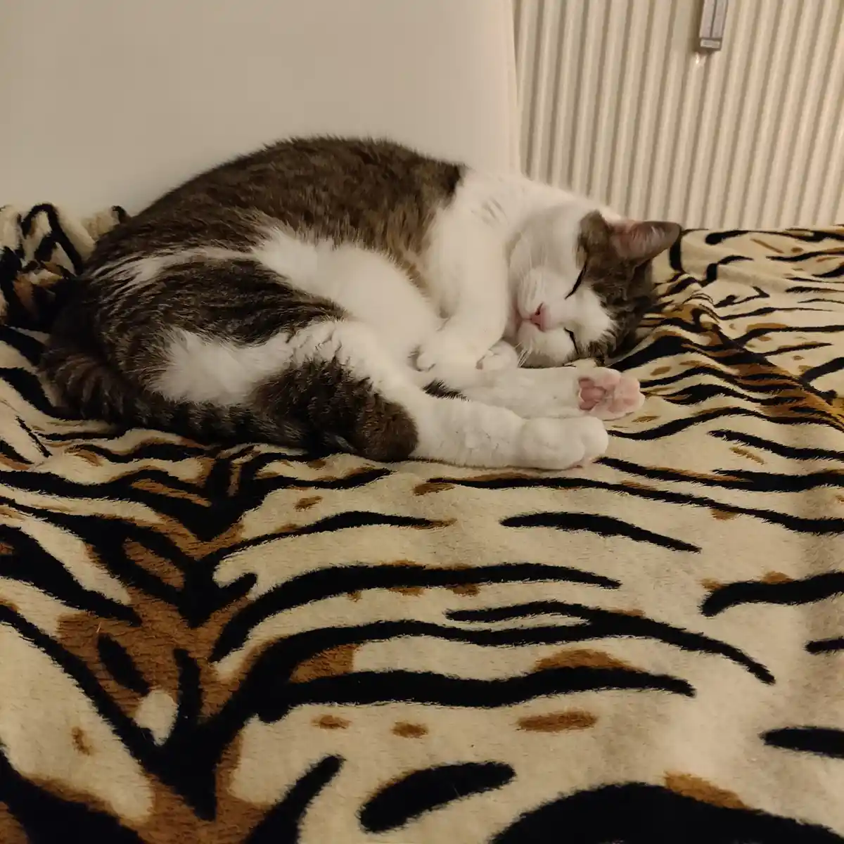 Bebe: The adorable star