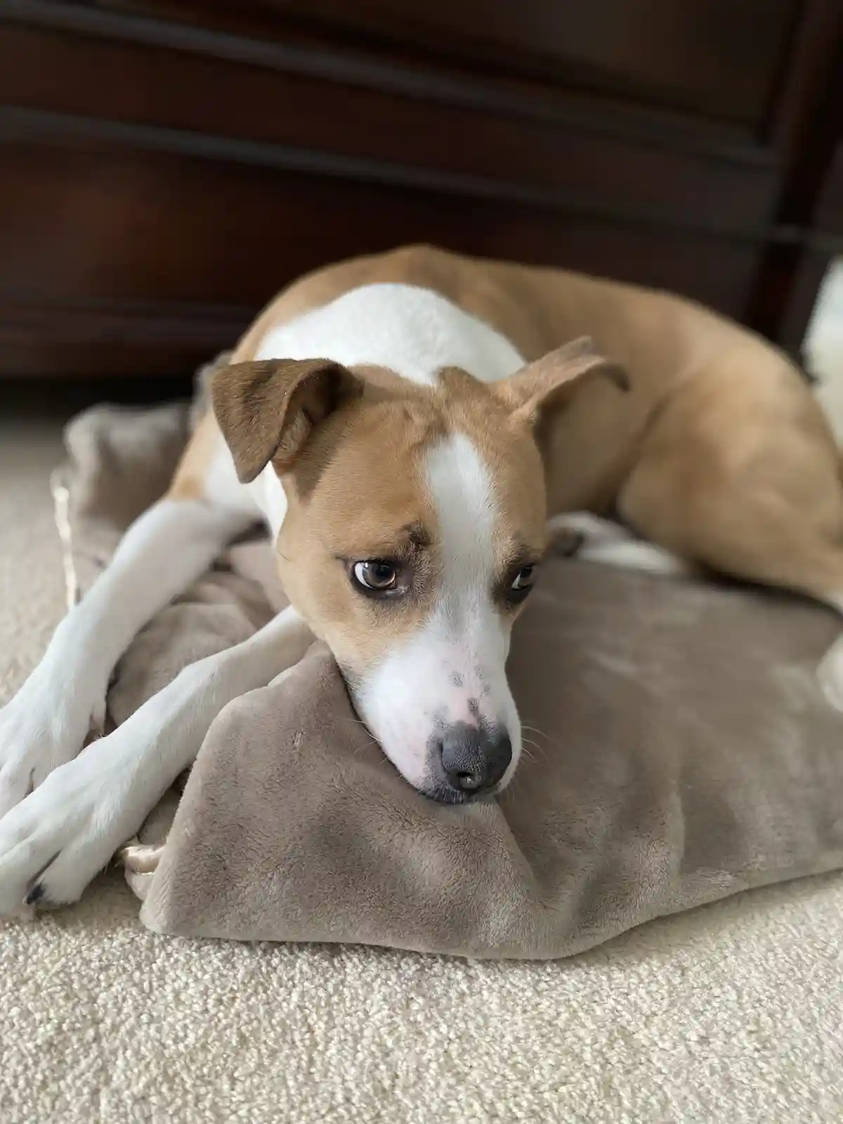 A brown and white dog with a sad, tired expression lies on a beige blanket on a carpeted floor, its head resting on the…