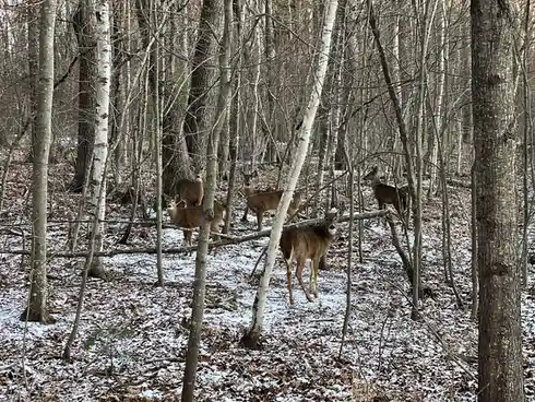 A group of deer stand alert in a snowy, leafless forest with bare trees and patches of snow on the ground, all looking…