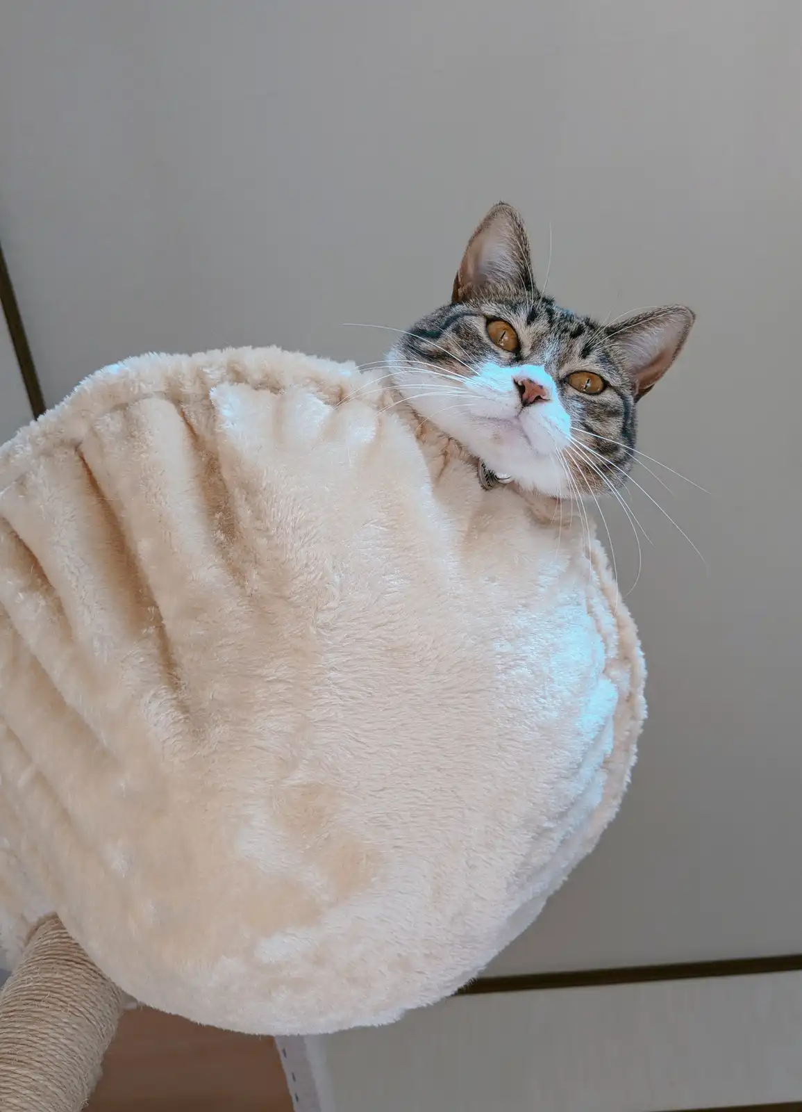 A tabby cat with a white muzzle and amber eyes is peeking out from a large, fluffy, beige, spherical cat bed or perch…