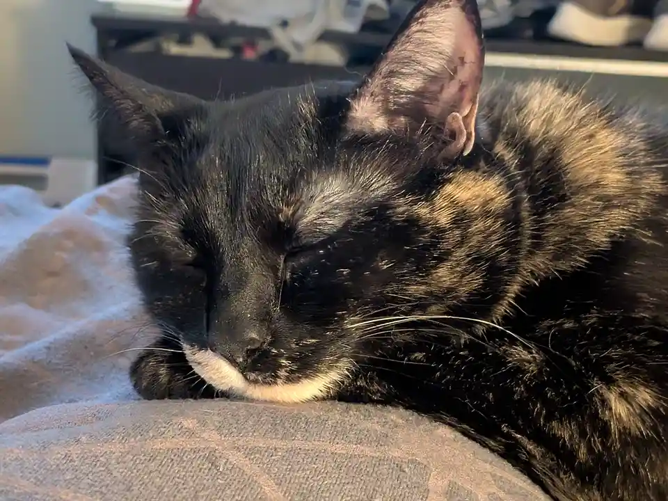 A close-up photo of a black and tan tortoiseshell cat sleeping peacefully with its eyes closed, resting on a textured…
