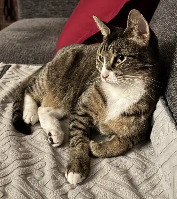 A tabby cat with white paws and chest lounges on a textured gray blanket on a couch, looking off to the side with a relaxed…