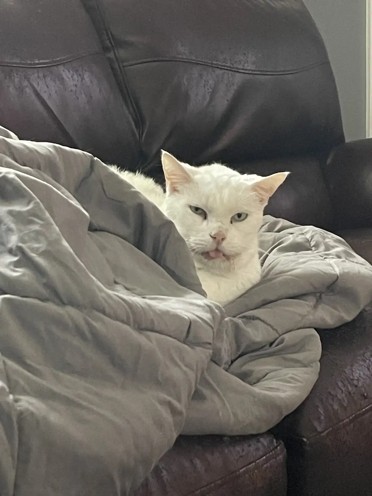 Oops! I Farted and Woke Up My Geriatric Cat
