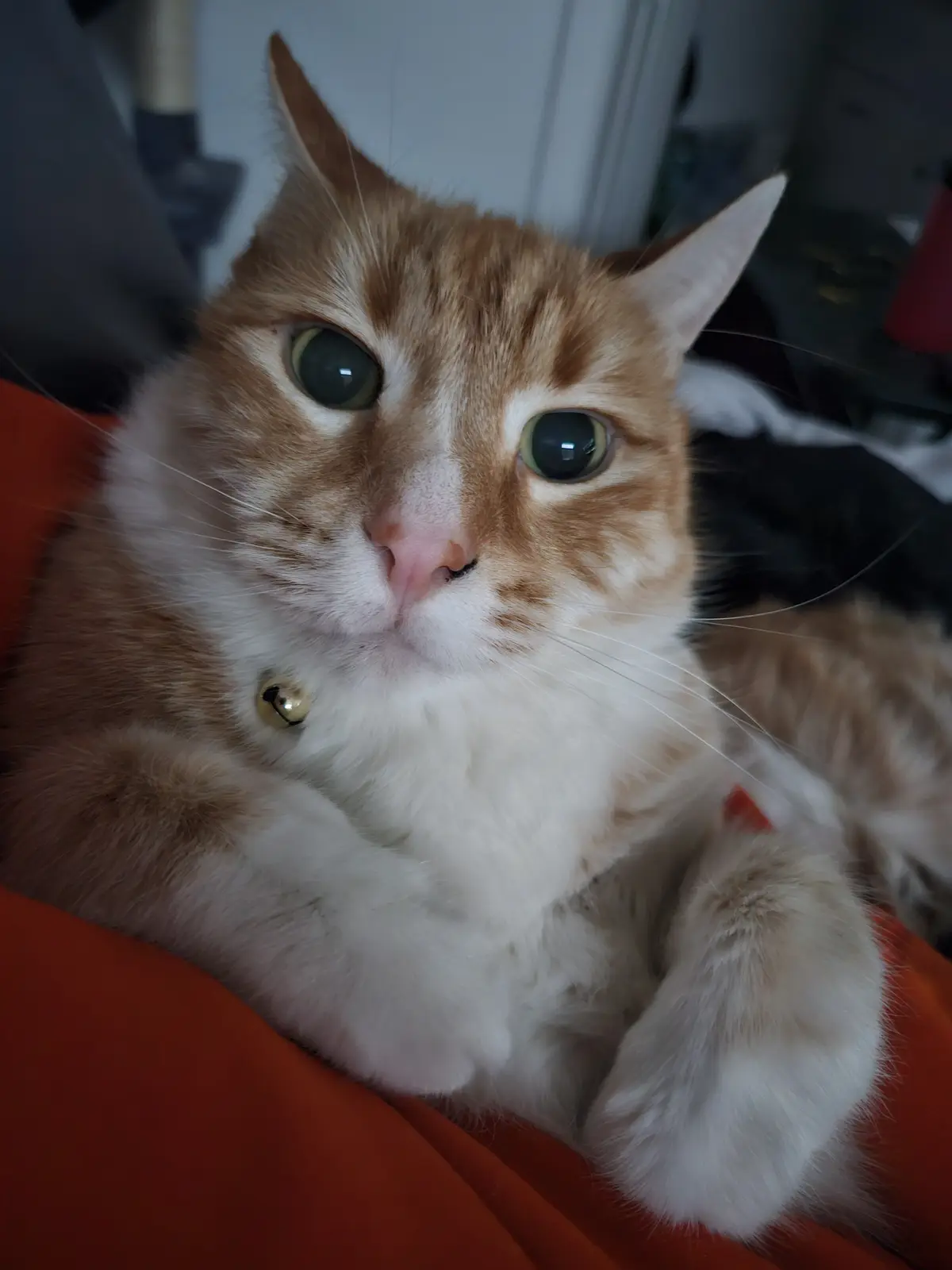 A close-up photo of an orange and white cat with large, round green eyes looking directly at the camera, resting on an…