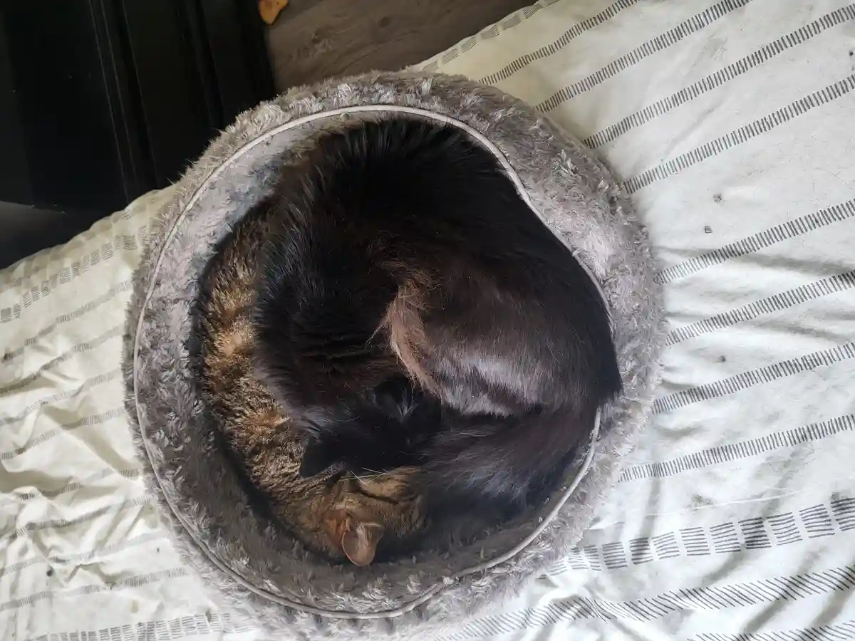 Cuddles: The Rotated Edition