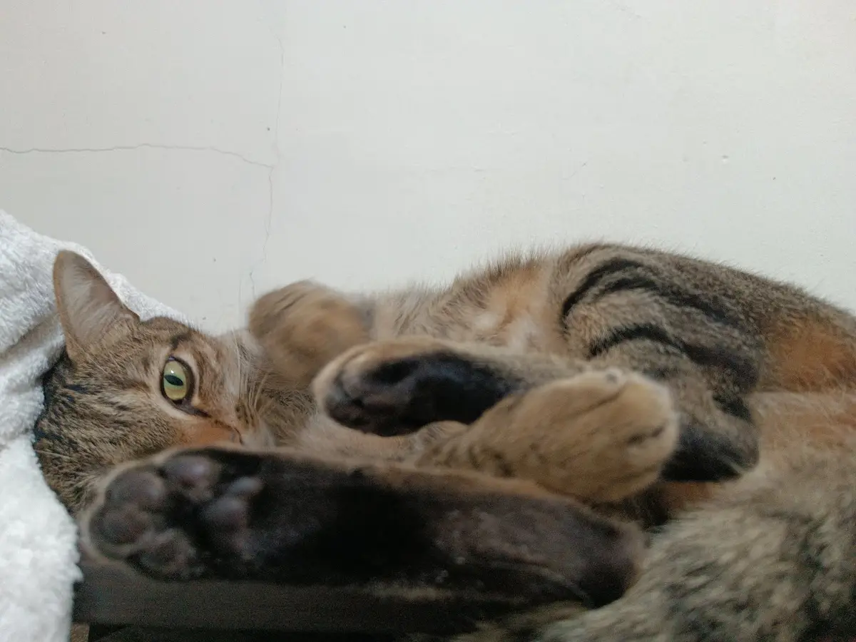 Adorable feline antics