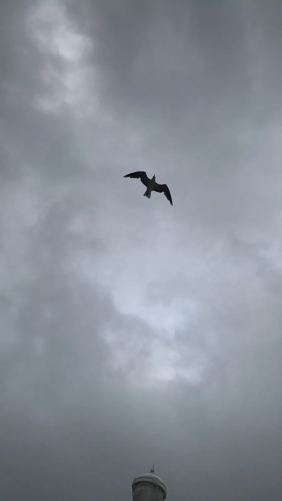 A Bird Soaring Through the Sky