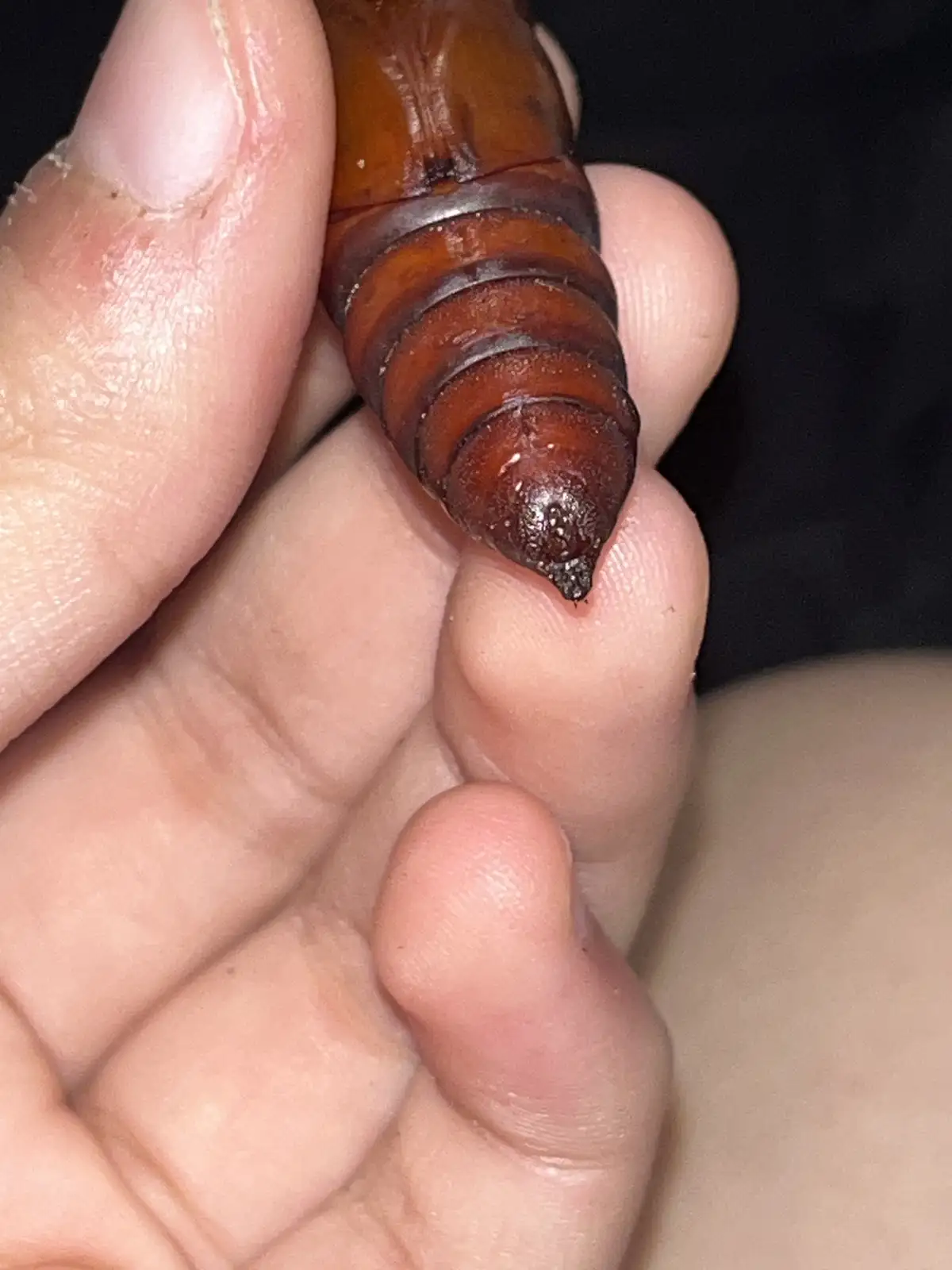 A close-up photo shows a person's hand holding a brown, segmented insect pupa, likely a moth or butterfly chrysalis, with…