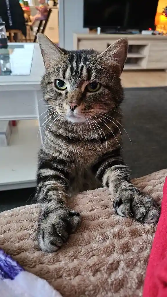 A tabby cat with green eyes sits upright on a fluffy brown blanket, staring intently at the camera with a serious…