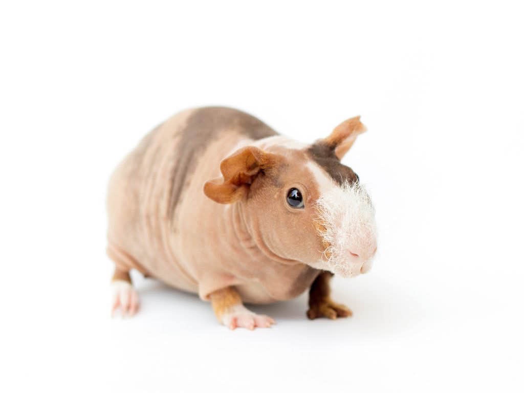 A hairless guinea pig with a patchy brown and pink coat and a tuft of white fur on its snout stands against a plain white…