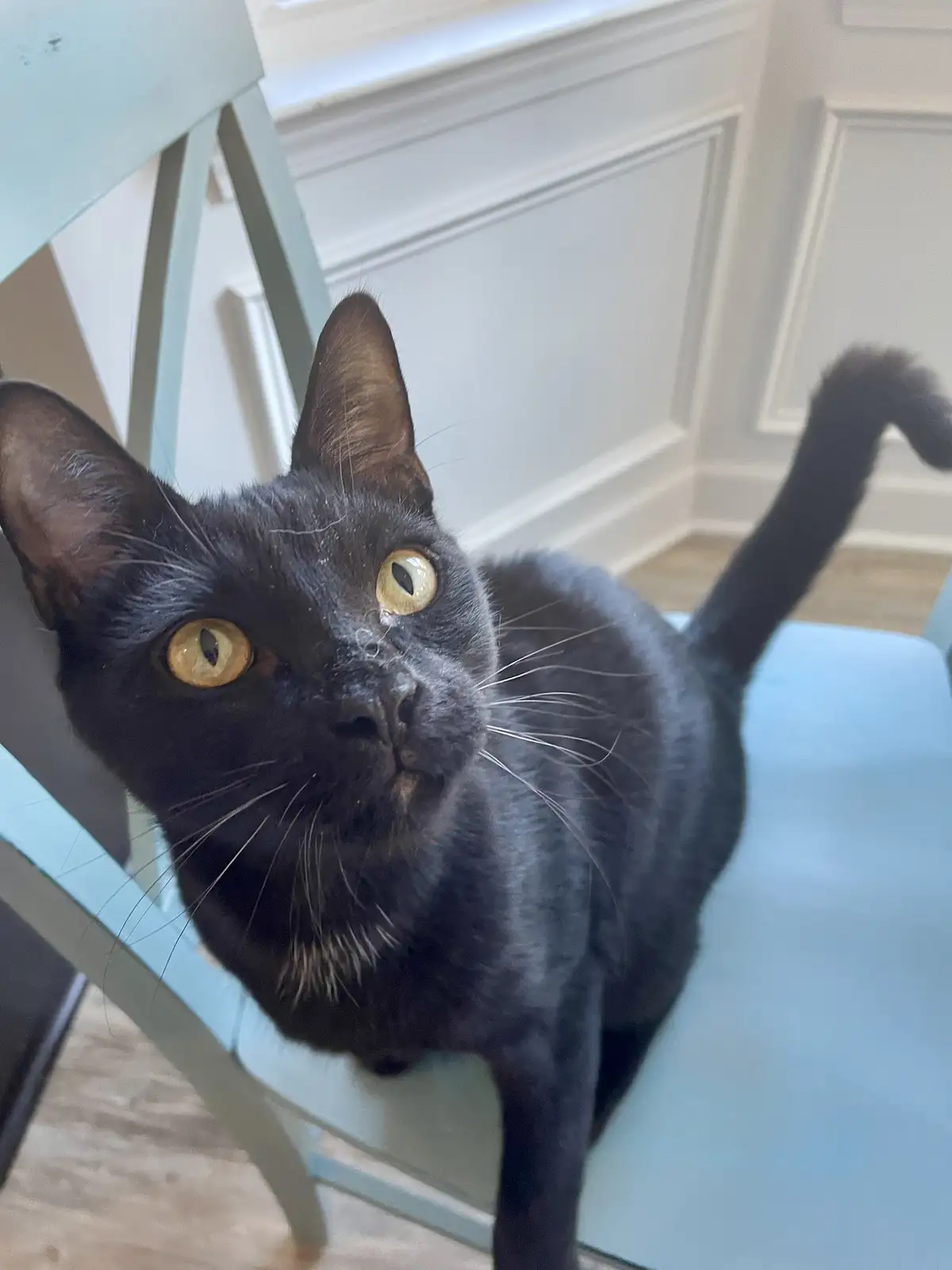 A black cat with wide, golden eyes sits on a light blue chair, looking up with an intense, slightly confused expression. Its…