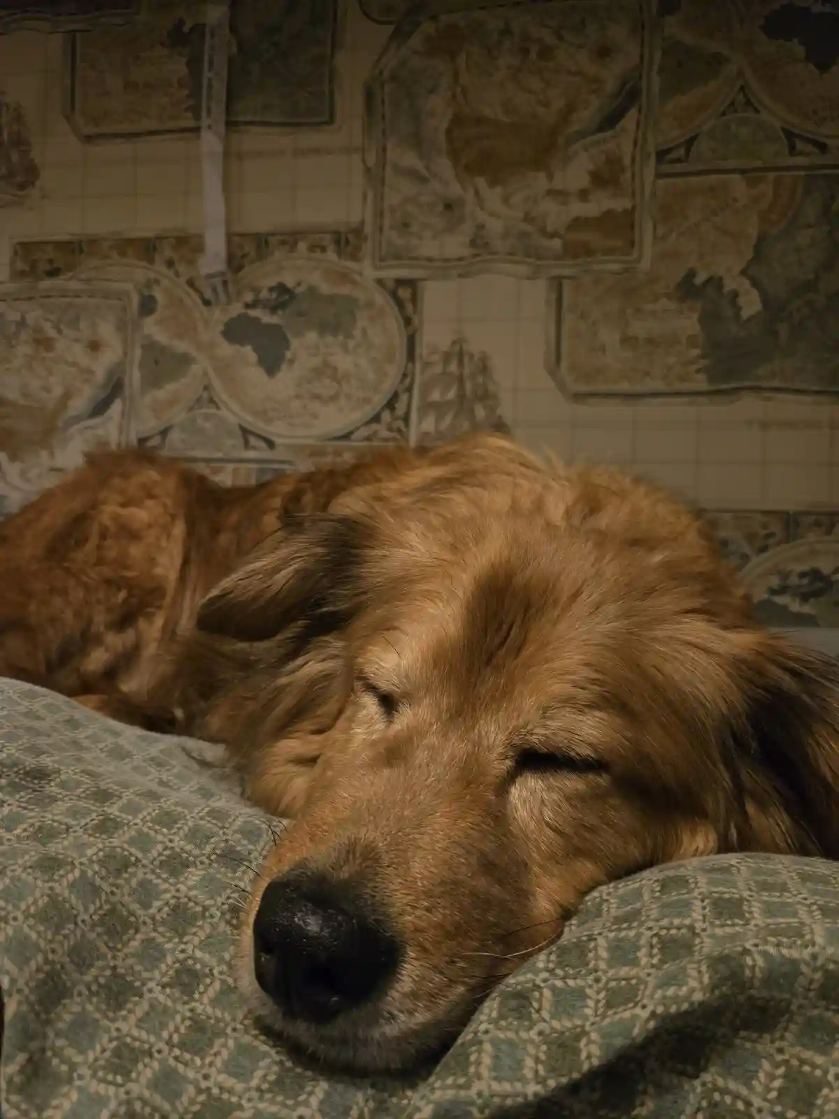 A golden retriever dog is peacefully sleeping with its head resting on a patterned green pillow, its eyes closed. Behind the…