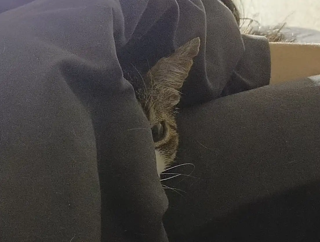 a tabby cat peeks out from behind dark fabric, its eye and ear visible, with whiskers extending outward. The overlaid text…