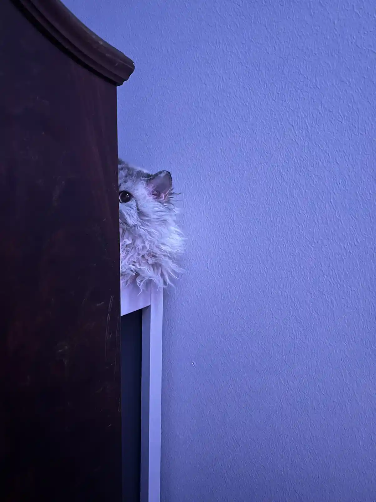 A fluffy, long-haired cat with wide, curious eyes peeks out from behind a dark wooden piece of furniture against a textured…