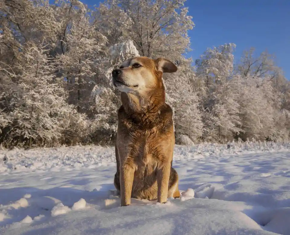 A brown dog sits calmly in deep snow under a clear blue sky, with frost-covered trees in the background. The dog looks…