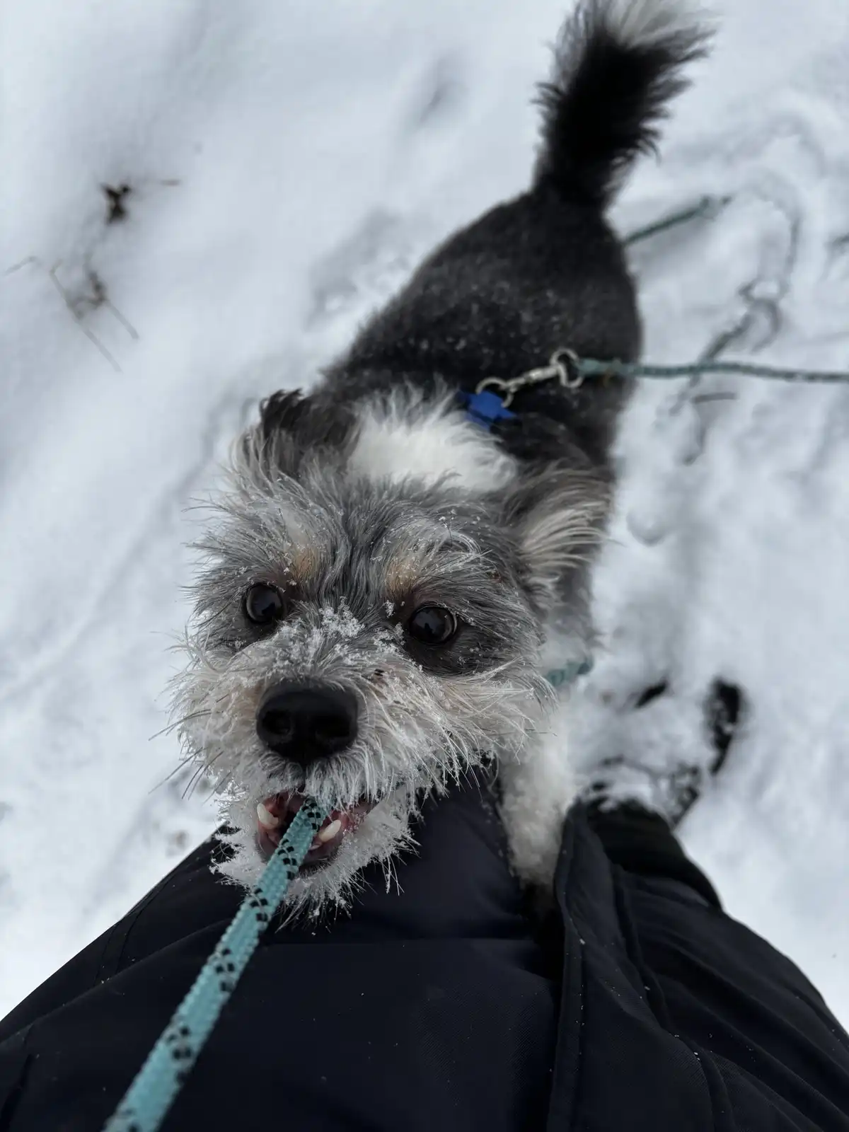 A small black and white dog with snow on its face and fur is looking up at the camera while holding a teal leash in its…
