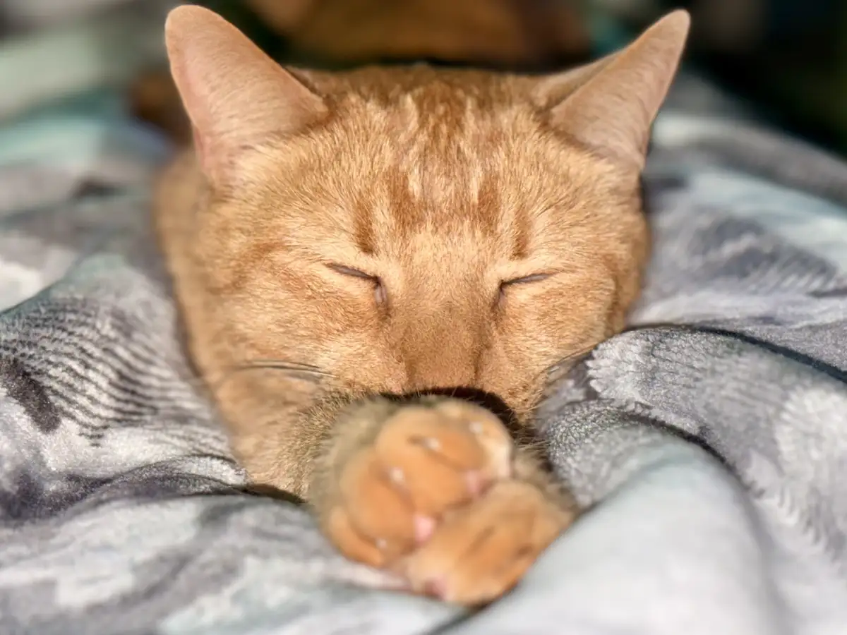 A close-up of a ginger cat sleeping peacefully with its eyes shut and one paw tucked under its face, resting on a gray and…