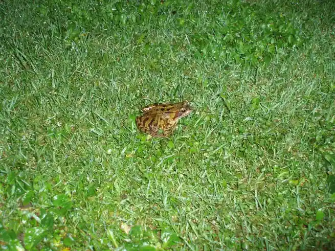 Just a cute little frog!