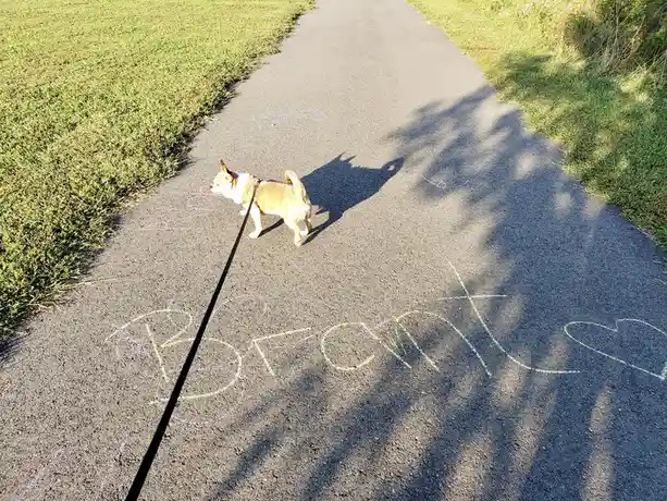 A small tan and white dog walks on a leash down a paved path, with colorful chalk drawings on the ground including the word…