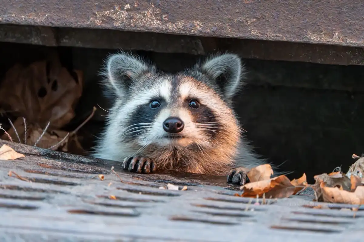 A raccoon peeks out from under a metal grate, its paws resting on the edge, looking directly at the camera with a calm…
