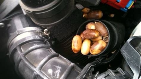 A close-up photo shows a car engine bay with a black plastic container filled with brown and tan nuts, likely cashews or…