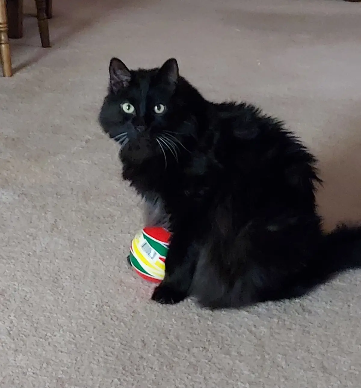 In loving memory of my beloved Void - the quirkiest, fluffiest companion. Forever in our hearts...
