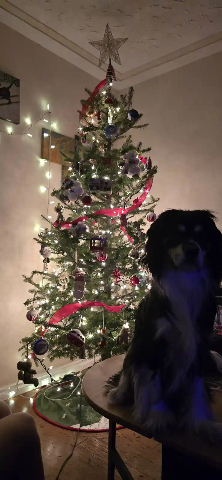 A black and white dog sits on a wooden table in front of a brightly lit, decorated christmas tree with red ribbon…
