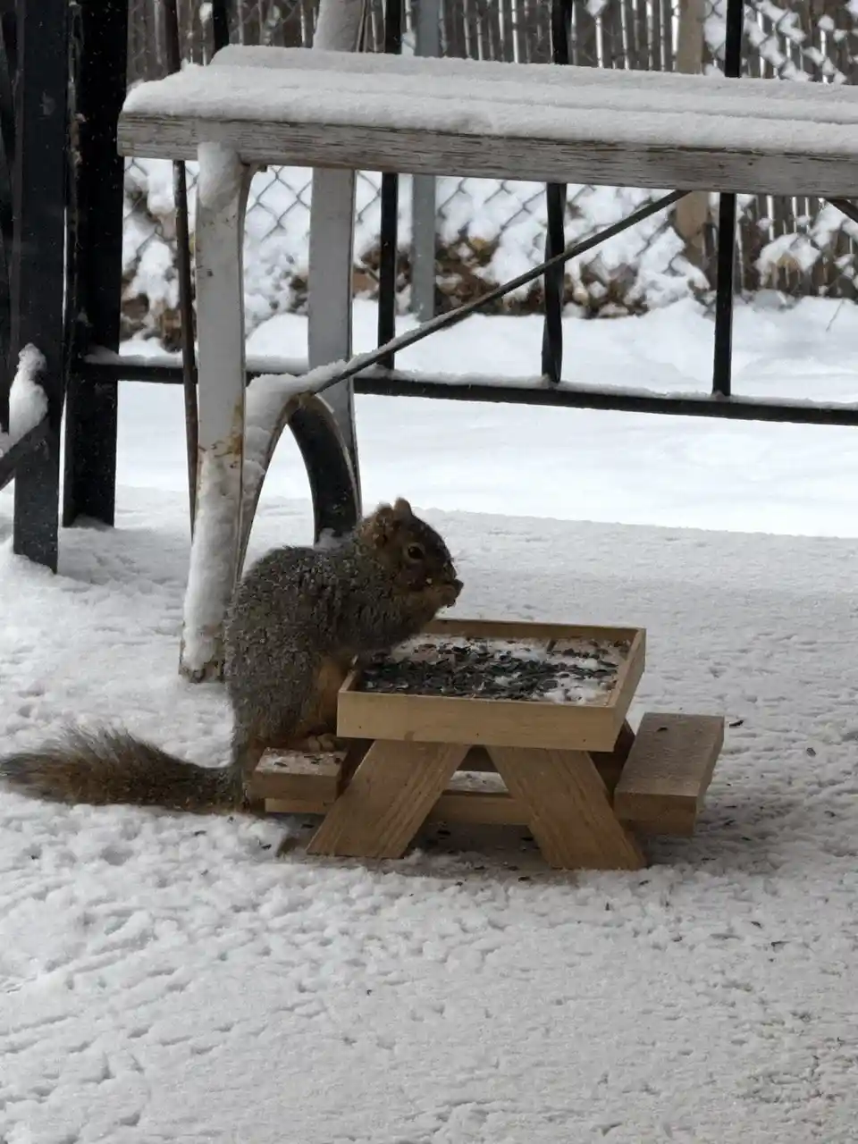 A gray squirrel sits on a miniature wooden picnic table covered in snow, eating seeds from the tabletop. The table is placed…